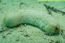 sea cucumber